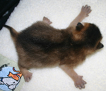 kitten
